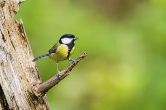 Great tit (Parus major) sitting on a branch of an old wrotten tree trunk at a swamp, Bavaria,