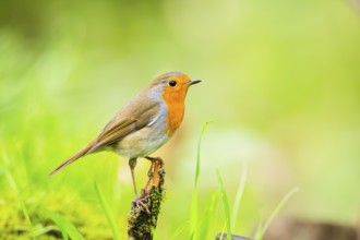 European robin (Erithacus rubecula) sitting on an old wooden branch, Bavaria, Germany