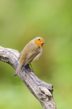 European robin (Erithacus rubecula) sitting on an old wooden branch, Bavaria, Germany