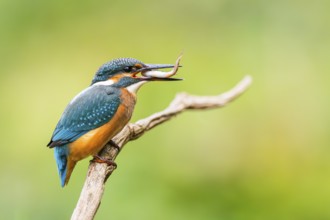 Common kingfisher (Alcedo atthis) sitting on an old wooden branch eating his fresh cought fish in