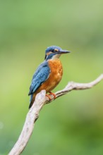 Common kingfisher (Alcedo atthis) sitting on an old wooden branch in late summer, wildife, Bavaria,