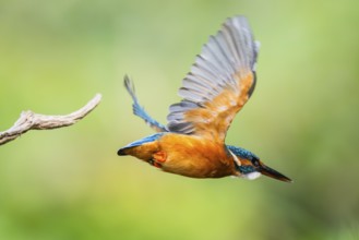 Common kingfisher (Alcedo atthis) flying away from an old wooden branch in late summer, wildife,