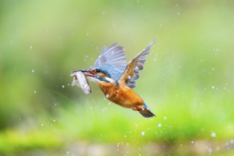 Common kingfisher (Alcedo atthis) flying out of the water with a fresh cought fish in his beak in