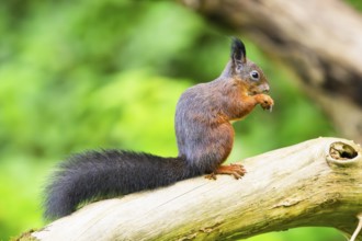 Red squirrel (Sciurus vulgaris) sitting on an old wrotten tree trunk in a forest, Bavaria, Gernany