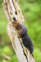 Red squirrel (Sciurus vulgaris) sitting on an old wrotten tree trunk in a forest, Bavaria, Gernany