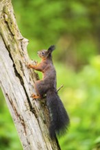 Red squirrel (Sciurus vulgaris) climbing up an old wrotten tree trunk in a forest, Bavaria, Gernany