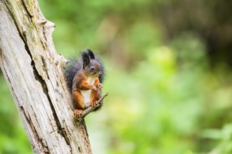 Red squirrel (Sciurus vulgaris) sitting on an old wrotten tree trunk in a forest, Bavaria, Gernany