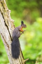 Red squirrel (Sciurus vulgaris) sitting on an old wrotten tree trunk in a forest, Bavaria, Gernany