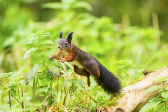 Red squirrel (Sciurus vulgaris) jumping in the air in a forest, Bavaria, Gernany