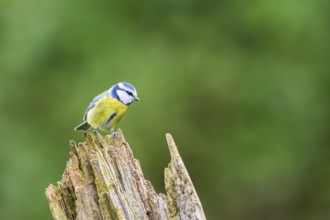 Eurasian blue tit (Cyanistes caeruleus) sitting on an old wrotten tree trunk at a swamp, Bavaria,