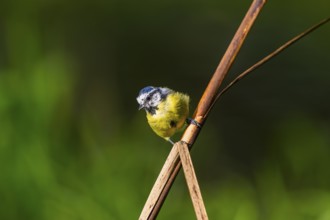 Eurasian blue tit (Cyanistes caeruleus) sitting on stem of a reed at a swamp, Bavaria, Germany