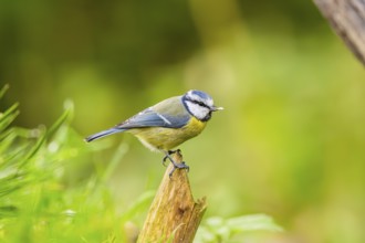 Eurasian blue tit (Cyanistes caeruleus) sitting on a wood, Germany
