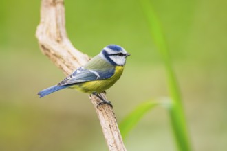 Eurasian blue tit (Cyanistes caeruleus) sitting on an old wood at a swamp, Bavaria, Germany