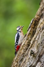 Great spotted woodpecker (Dendrocopos major) sitting on an old wrotten tree trunk in late summer,