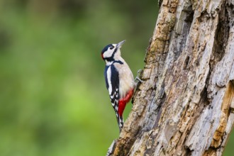 Great spotted woodpecker (Dendrocopos major) sitting on an old wrotten tree trunk in late summer,
