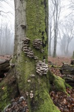 Branched oyster fungus (Pleurotus cornucopiae), on old copper beech (Fagus sylvatica), Emsland,