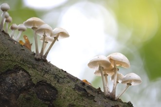 White mushrooms growing decoratively on a piece of tree bark, beech slime fungus, ringed slime