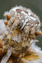 Garden spider, Araneus diadematus, European Garden Spider, Lower Saxony, Germany