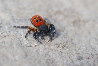 Red tubular spider, Eresus kollari, The Ladybird spider, Saxony-Anhalt, Germany