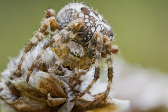 Garden spider, Araneus diadematus, European Garden Spider, Lower Saxony, Germany