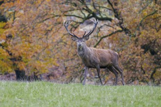 Red deer (Cervus elaphus) in autumn leaves, Lower Saxony, Germany