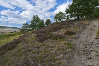 Red tubular spider habitat, Eresus kollari, Ladybird spider habitat, Saxony-Anhalt, Germany