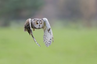 Long-eared owl flying, Asio otus, Long eared Owl flying, Lower Saxony, Germany