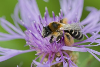 Brown-rumped trouser bee (Dasypoda hirtipes) on knapweed flower, Lower Saxony, Germany
