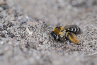 Brown-rumped trouser bee (Dasypoda hirtipes) on sandy soil, Lower Saxony, Germany