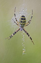 Wasp Spider, Argiope bruennichi, Wasp Spider, Lower Saxony, Germany
