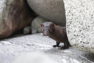 The American Mink (Mustela vison) is a graceful predator that lives by the sea in Norway near Bodø