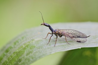 Spotted camel neckfly, Phaeostigma notata, Spotted Snakefly, Lower Saxony, Germany