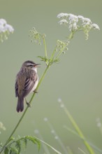 Reed Warbler, Acrocephalus schoenobaenus, Sedge Warbler, Lower Saxony, Germany