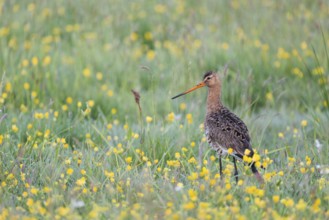 Black-tailed godwit, Limosa limosa, Lower Saxony, Germany