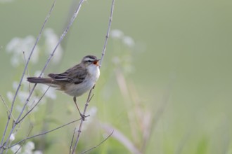 Reed Warbler, Acrocephalus schoenobaenus, Sedge Warbler, Lower Saxony, Germany