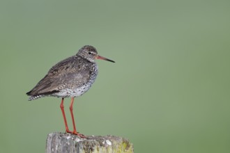 Redshank (Tringa totanus) sitting on a pole, Lower Saxony, Germany