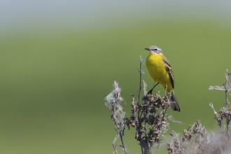 Meadowtail male, Motacilla flava, Male western yellow wagtail, Lower Saxony, Germany