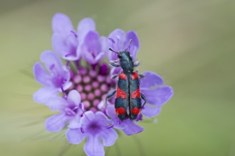 Bee beetle (Trichodes apiarius) on flower, Corfu, Greece