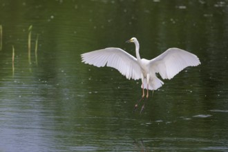 Great Egret Modesta, Ardea alba modesta, European Great White Egret Modesta, Lower Saxony, Germany
