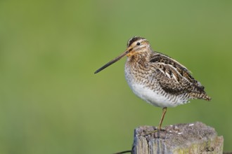 Common snipe (Gallinago gallinago) sitting on a pole, Lower Saxony, Germany