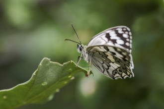 Balkan Chessboard, Melanargia Larissa, Balkan Marbled White Butterfly, Corfu, Greece