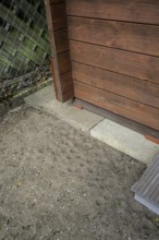 Ant lion hopper, Euroleon nostras, Suffolk Antlion, Lower Saxony, Germany