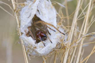 Female nurse's thorn finger, Cheiracanthium punctorium, female Yellow sac spider, Saxony-Anhalt,