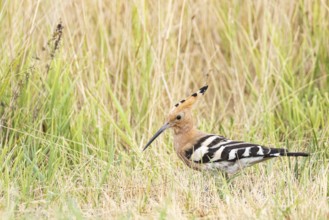 Hoopoe (Upupa epops) Hungary