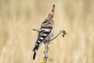 Hoopoe (Upupa epops) Plumage care Hungary
