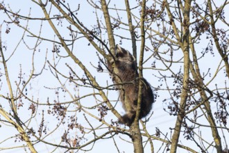 A cute raccoon sleeps relaxed on a tree between the branches and enjoys the warm winter sun. This