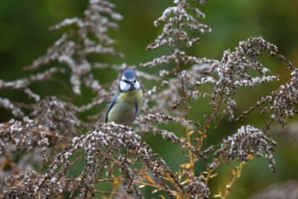 Blue tit (Cyanistes caeruleus) on a faded goldenrod (Solidago) Bavaria, Germany