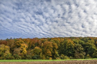 Mixed autumn forest, cloudy sky, Happurg, Middle Franconia, Bavaria, Germany