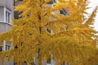 Golden yellow ginkgo trees in the city of Fürth, Middle Franconia, Bavaria, Germany