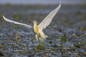 Squacco Heron (Ardeola ralloides) in the fog Hungary